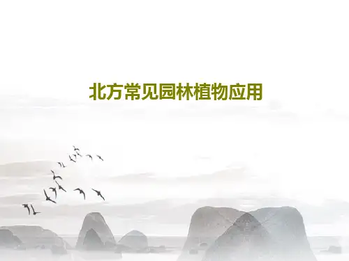 北方常见园林植物应用70页PPT