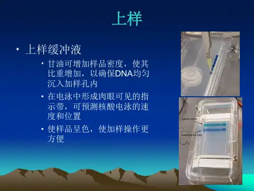 琼脂糖凝胶电泳