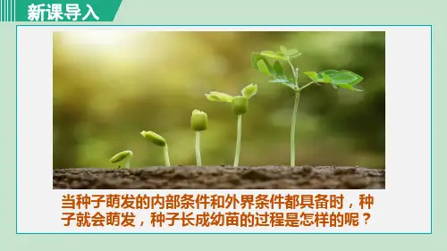 《种子萌发的过程》PPT课件
