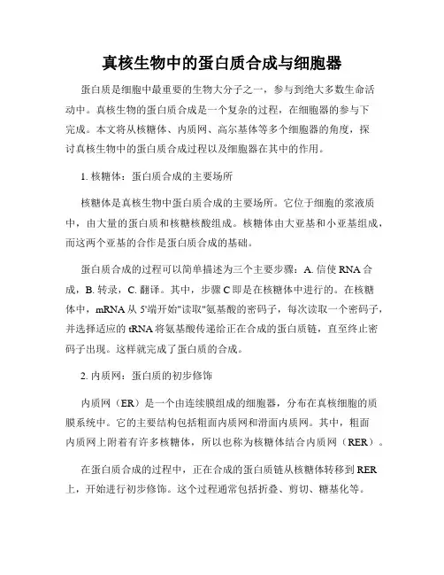 真核生物中的蛋白质合成与细胞器