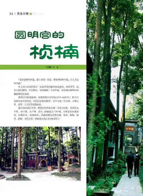圆明宫的桢楠