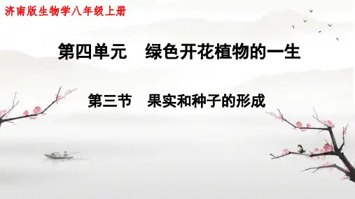 4.1.3果实与种子的形成课件-济南版生物八年级上册