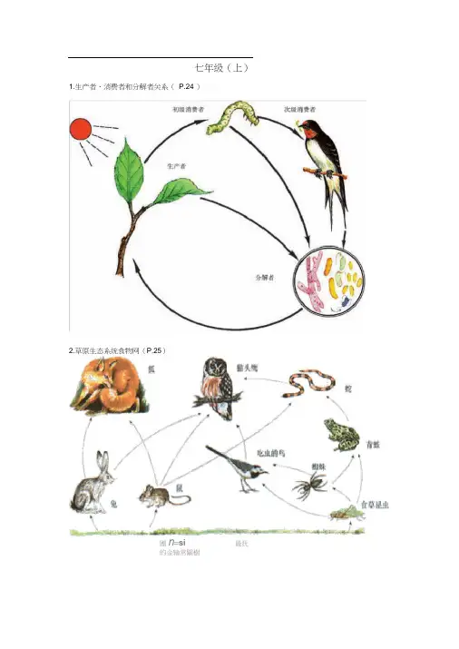 初中生物课本上的图