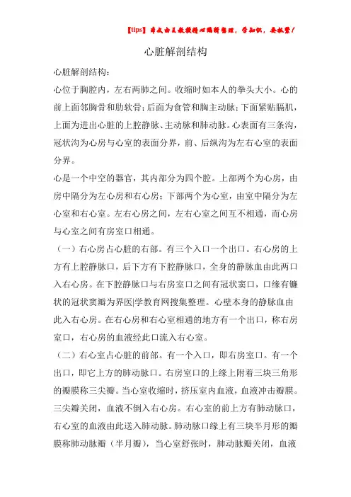 心脏解剖结构