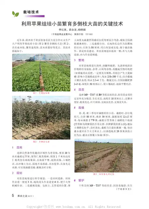 利用苹果组培小苗繁育多侧枝大苗的关键技术