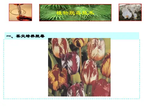 茎尖培养脱毒技术