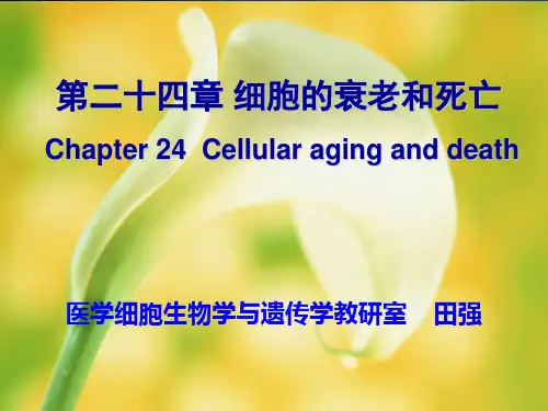 细胞衰老和死亡ppt课件