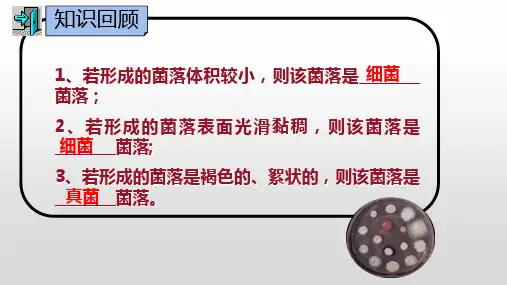细菌课件人教版八年级生物上