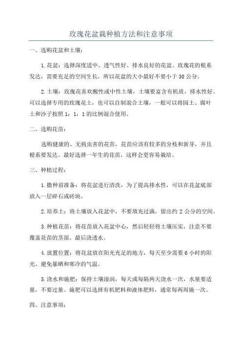 玫瑰花盆栽种植方法和注意事项