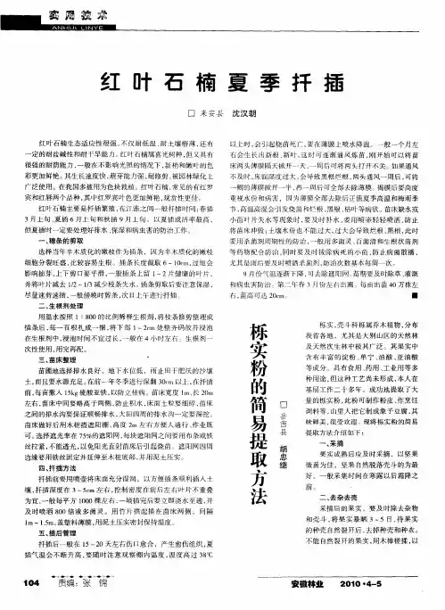 红叶石楠夏季扦插