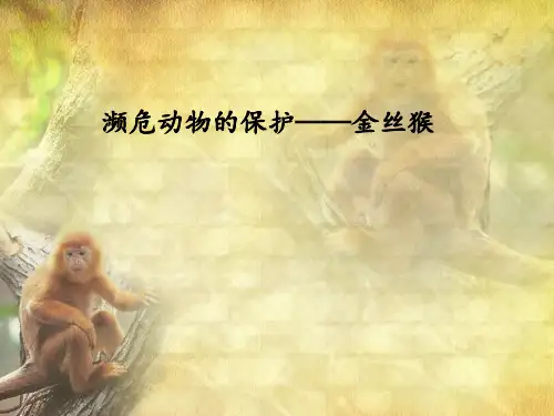 动物保护之金丝猴