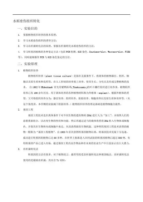 水稻愈伤转化