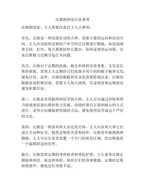 比熊刚到家注意事项