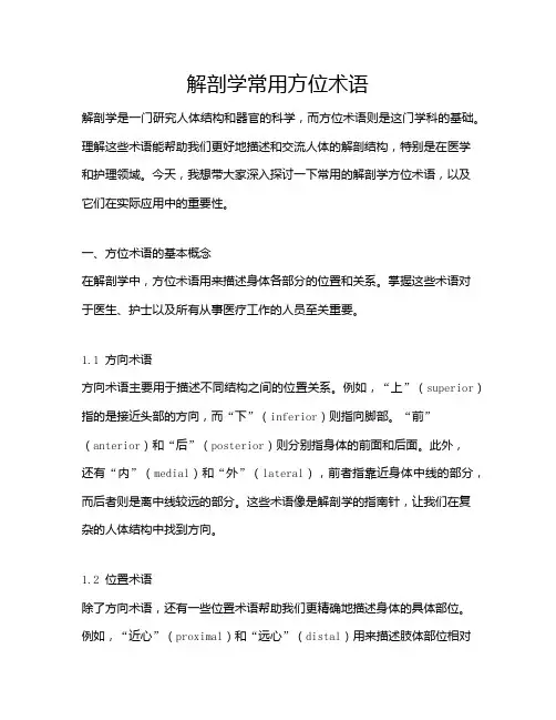 解剖学常用方位术语