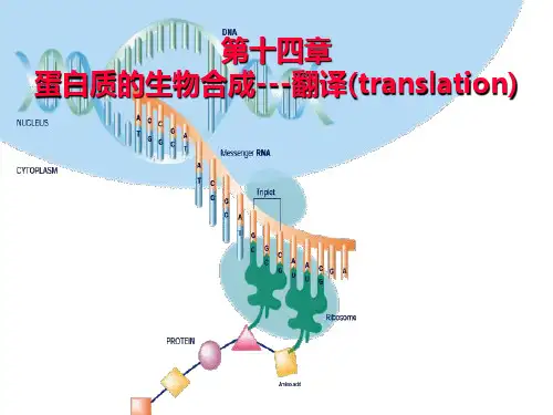 蛋白质的合成与翻译