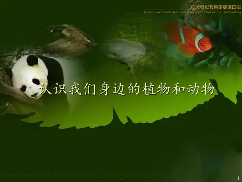 1.2认识我们身边的植物和动物PPT课件