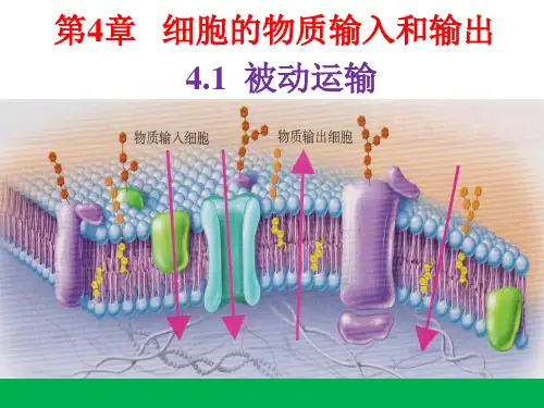 高中生物 4_1 被动运输