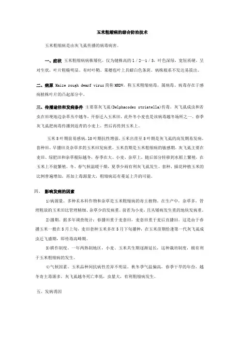 玉米粗缩病ye