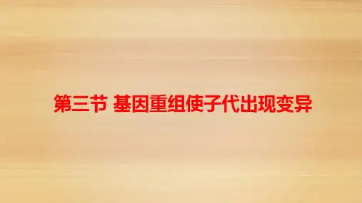 4.2 基因重组使子代出现变异(教学课件)-高一下学期生物浙科版(2019)必修2