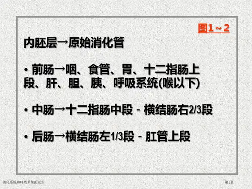 消化系统和呼吸系统的发生