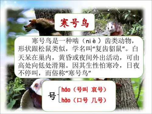 统编版二年级语文上册课文寒号鸟课件(21张PPT)