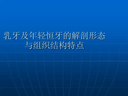 【儿童口腔医学PPT】  乳牙及年轻恒牙的解剖形态与组织结构特点