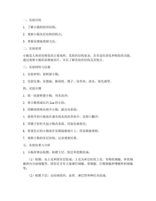 小肠组织结构实验报告