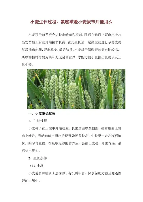 小麦生长过程,氟唑磺隆小麦拔节后能用么