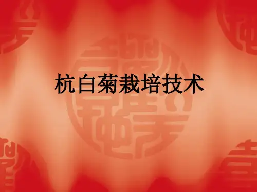 杭白菊栽培技术