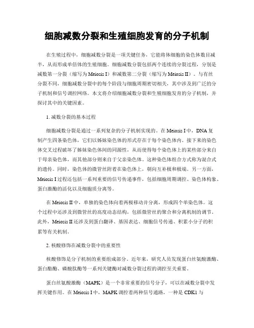 细胞减数分裂和生殖细胞发育的分子机制