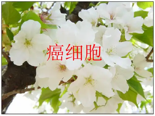 癌细胞 PPT课件