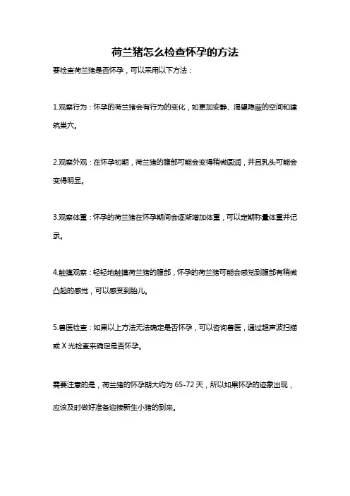 荷兰猪怎么检查怀孕的方法