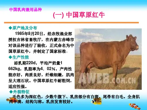 黄牛品种