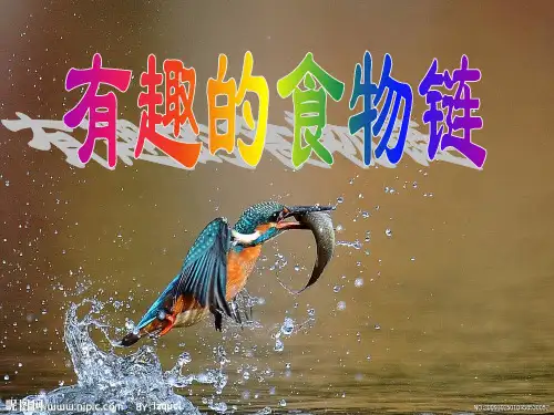 《有趣的食物链》1精品PPT课件