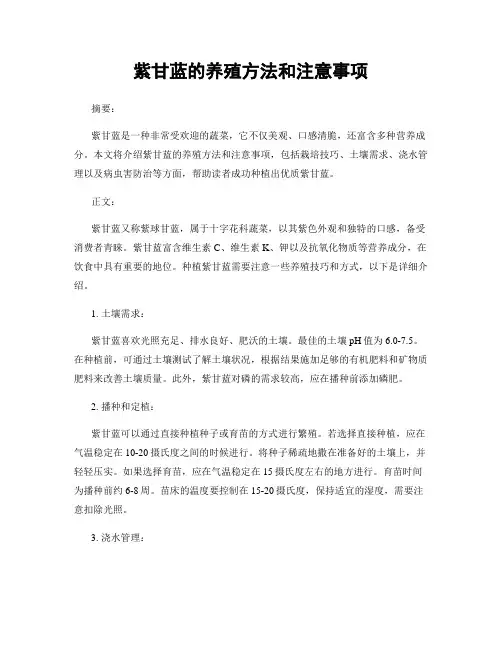 紫甘蓝的养殖方法和注意事项
