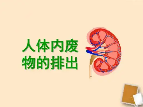 七年级生物下册《第五章_人体内废物的排出》课件_人教新课标版