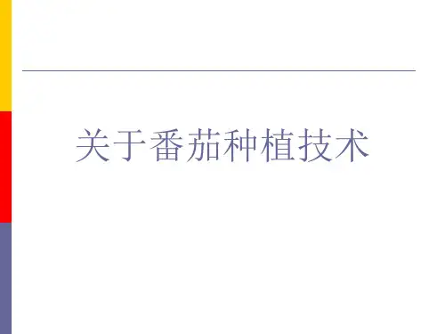 关于番茄种植技术课件