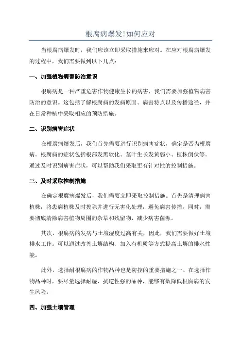 根腐病爆发!如何应对