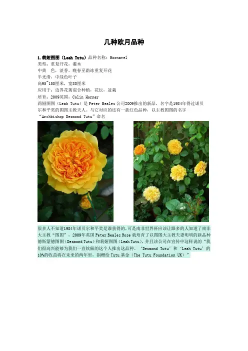 几种欧月品种