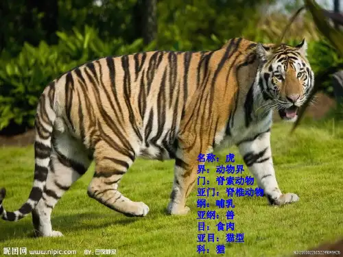 动物介绍 PPT课件