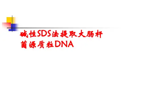细胞生物学实验碱性SDS法提取大肠杆菌源质粒