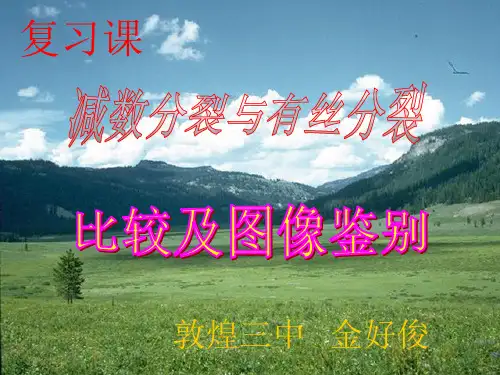 有丝分裂_减数分裂_图解。最好的ppt课件