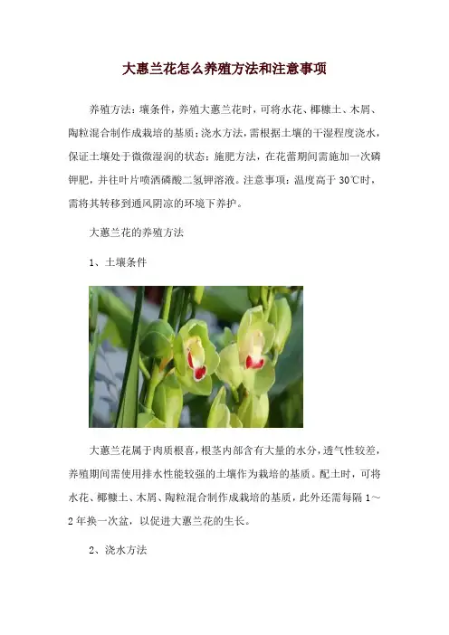 大惠兰花怎么养殖方法和注意事项