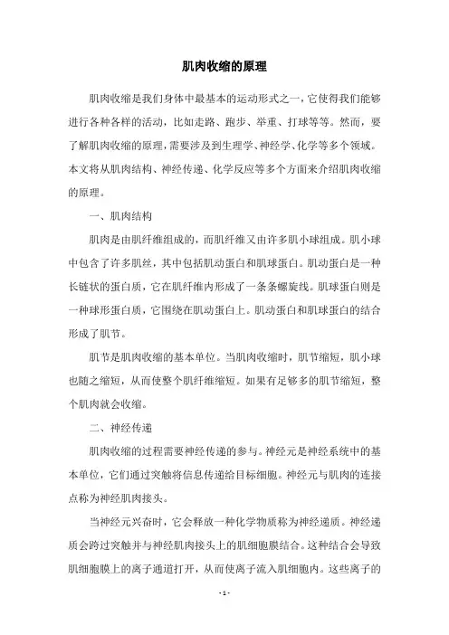 肌肉收缩的原理