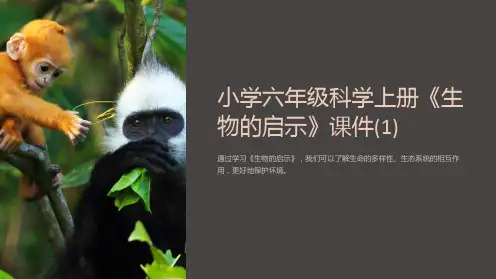 小学六年级科学上册《生物的启示》课件(1)