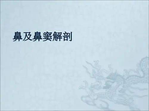 鼻及鼻窦解剖