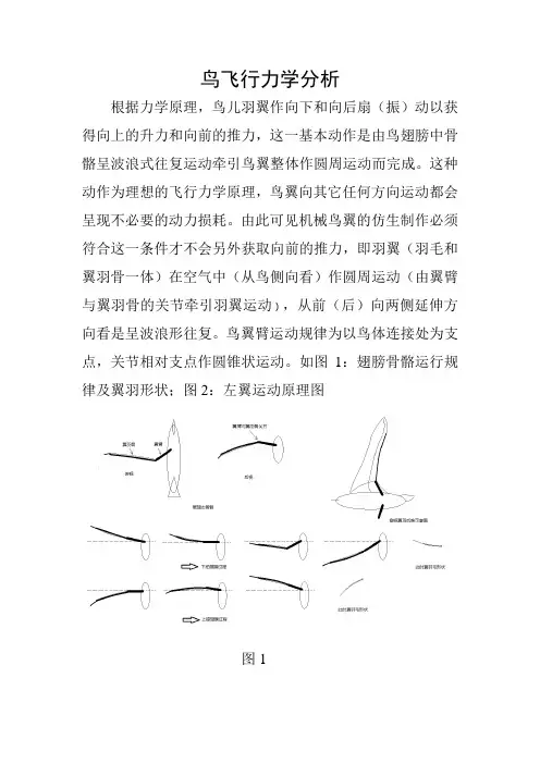 鸟飞行力学原理分析