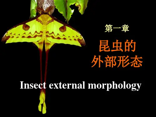昆虫学-形态：头部