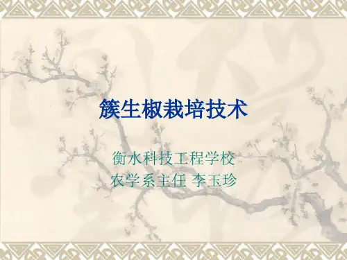 朝天椒栽培技术