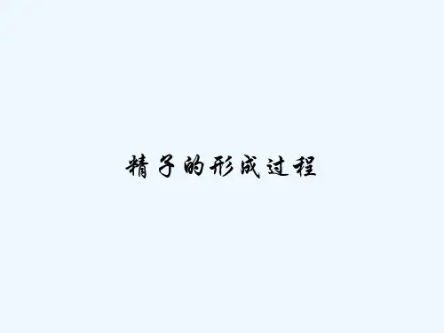 精子的形成过程-PPT